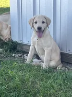 Sampson, a male Labrador Retriever for sale in Harrison, SD – 5 of 7