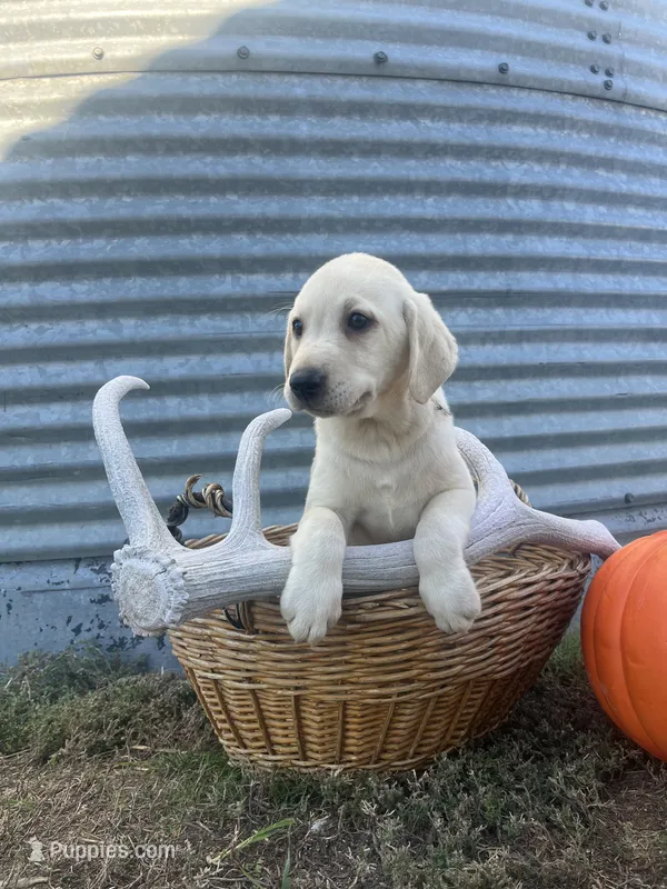 Trigger – Labrador Retriever puppy for sale in Harrison, SD