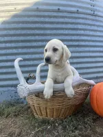 Trigger, a male Labrador Retriever for sale in Harrison, SD – 1 of 7
