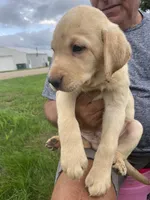 Merle, a male Labrador Retriever for sale in Harrison, SD – 4 of 4