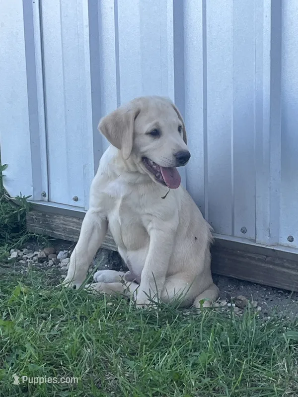 Sampson – Labrador Retriever puppy for sale in Harrison, SD