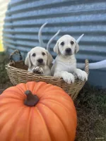 Trigger, a male Labrador Retriever for sale in Harrison, SD – 6 of 7