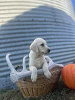 Gus, a male Labrador Retriever for sale in Harrison, SD – 2 of 4