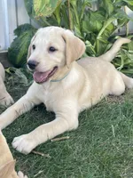 Sampson, a male Labrador Retriever for sale in Harrison, SD – 3 of 7