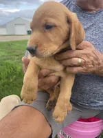 Rusty, a male Labrador Retriever for sale in Harrison, SD – 2 of 5