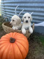 Trigger, a male Labrador Retriever for sale in Harrison, SD – 5 of 7