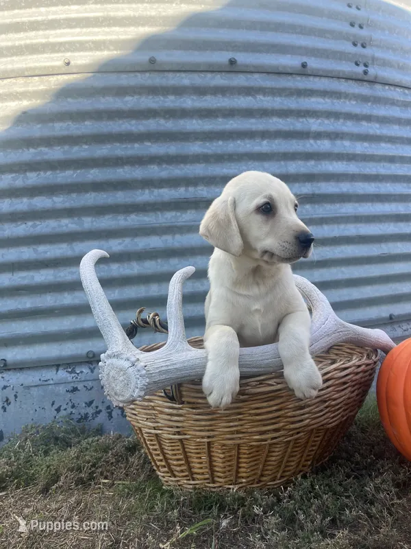 Gus – Labrador Retriever puppy for sale in Harrison, SD
