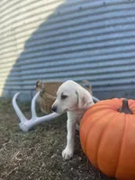 Trigger, a male Labrador Retriever for sale in Harrison, SD – 4 of 7