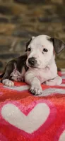 Valentine, a female American Bully for sale in Lenoir, NC – 2 of 9