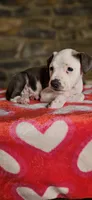 Valentine, a female American Bully for sale in Lenoir, NC – 6 of 9