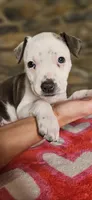 Valentine, a female American Bully for sale in Lenoir, NC – 8 of 9