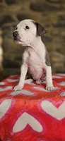 Valentine, a female American Bully for sale in Lenoir, NC – 5 of 9