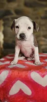 Valentine, a female American Bully for sale in Lenoir, NC – 7 of 9
