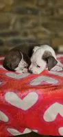 Valentine, a female American Bully for sale in Lenoir, NC – 4 of 9