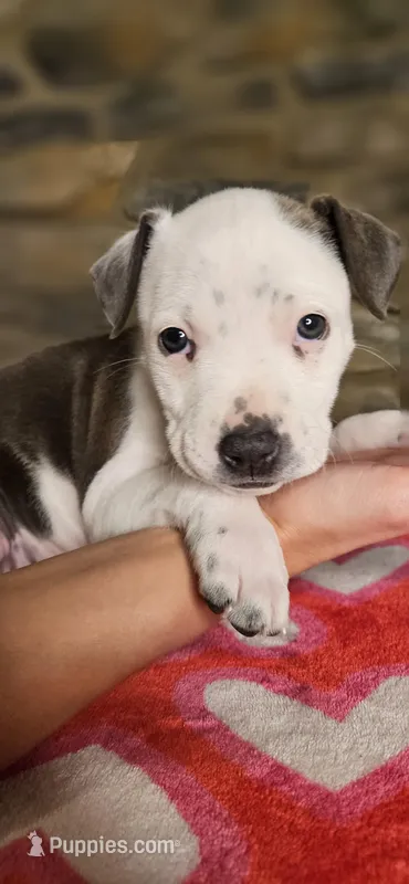 Valentine – American Bully puppy for sale in Lenoir, NC