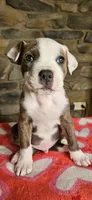 Rufus , a male American Bully for sale in Lenoir, NC – 2 of 8