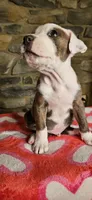 Rufus , a male American Bully for sale in Lenoir, NC – 6 of 8
