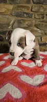 Rufus , a male American Bully for sale in Lenoir, NC – 4 of 8