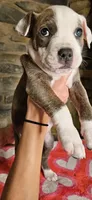 Rufus , a male American Bully for sale in Lenoir, NC – 8 of 8