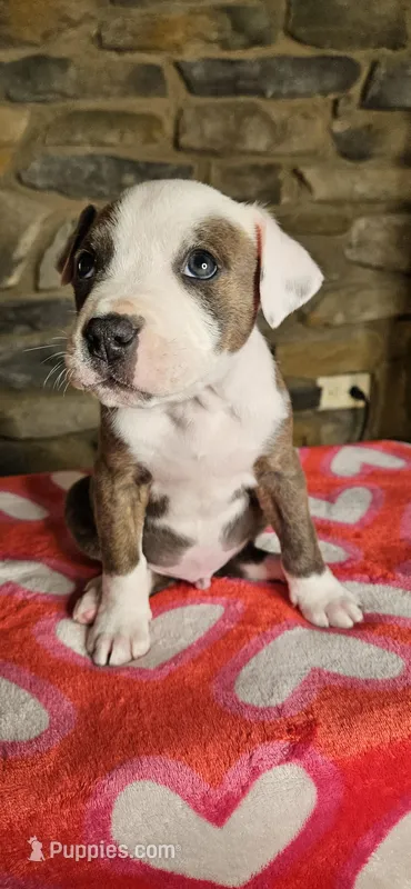 Rufus  – American Bully puppy for sale in Lenoir, NC
