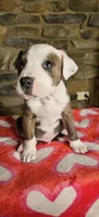 Rufus , a male American Bully for sale in Lenoir, NC – 1 of 8
