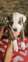 Rufus , a male American Bully for sale in Lenoir, NC – 3 of 8