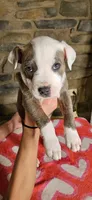 Rufus , a male American Bully for sale in Lenoir, NC – 7 of 8