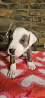 Rufus , a male American Bully for sale in Lenoir, NC – 5 of 8