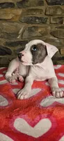 Snoopy , a male American Bully for sale in Lenoir, NC – 5 of 10