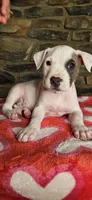 Snoopy , a male American Bully for sale in Lenoir, NC – 2 of 10