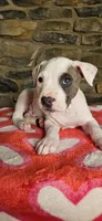 Snoopy , a male American Bully for sale in Lenoir, NC – 4 of 10