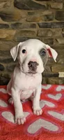 Snoopy , a male American Bully for sale in Lenoir, NC – 7 of 10