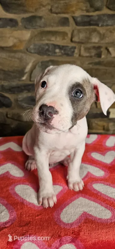 Snoopy  – American Bully puppy for sale in Lenoir, NC