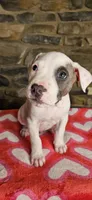 Snoopy , a male American Bully for sale in Lenoir, NC – 1 of 10