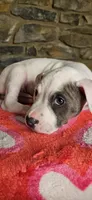 Snoopy , a male American Bully for sale in Lenoir, NC – 6 of 10
