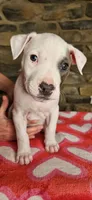 Snoopy , a male American Bully for sale in Lenoir, NC – 3 of 10