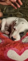 Snoopy , a male American Bully for sale in Lenoir, NC – 9 of 10