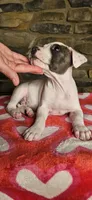Snoopy , a male American Bully for sale in Lenoir, NC – 8 of 10