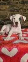 Snoopy , a male American Bully for sale in Lenoir, NC – 10 of 10