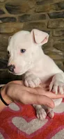Vanilla Ice , a male American Bully for sale in Lenoir, NC – 5 of 10