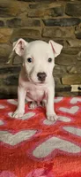 Vanilla Ice , a male American Bully for sale in Lenoir, NC – 2 of 10