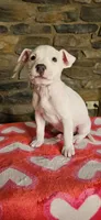 Vanilla Ice , a male American Bully for sale in Lenoir, NC – 1 of 10