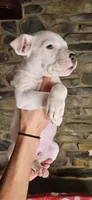 Vanilla Ice , a male American Bully for sale in Lenoir, NC – 4 of 10