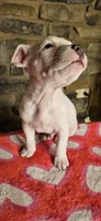 Vanilla Ice , a male American Bully for sale in Lenoir, NC – 7 of 10