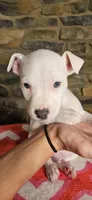 Vanilla Ice , a male American Bully for sale in Lenoir, NC – 10 of 10