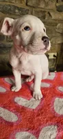 Vanilla Ice , a male American Bully for sale in Lenoir, NC – 8 of 10