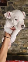 Vanilla Ice , a male American Bully for sale in Lenoir, NC – 3 of 10