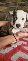 Rico Swavae , a male American Bully for sale in Lenoir, NC – 10 of 10
