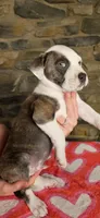 Rico Swavae , a male American Bully for sale in Lenoir, NC – 7 of 10