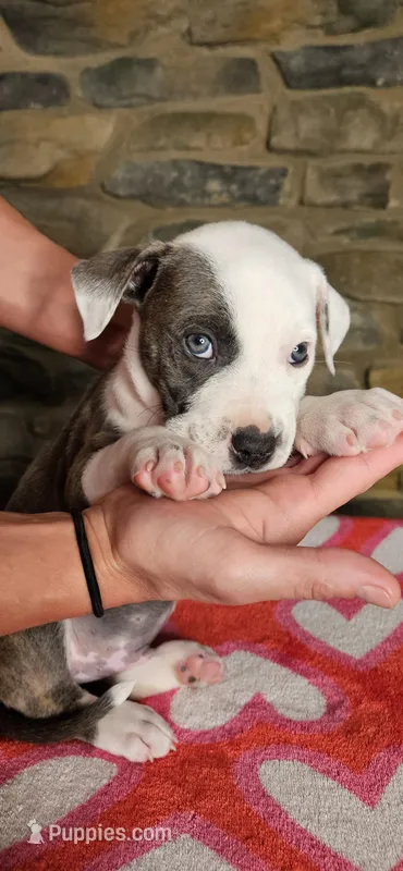 Rico Swavae  – American Bully puppy for sale in Lenoir, NC